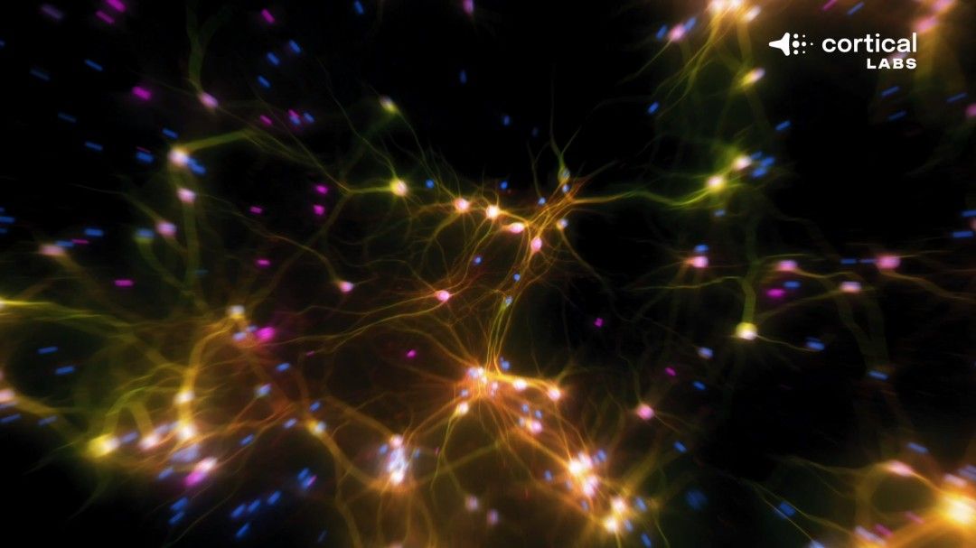 震惊！芯片上的人脑细胞一周内学会了玩《毁灭战士》